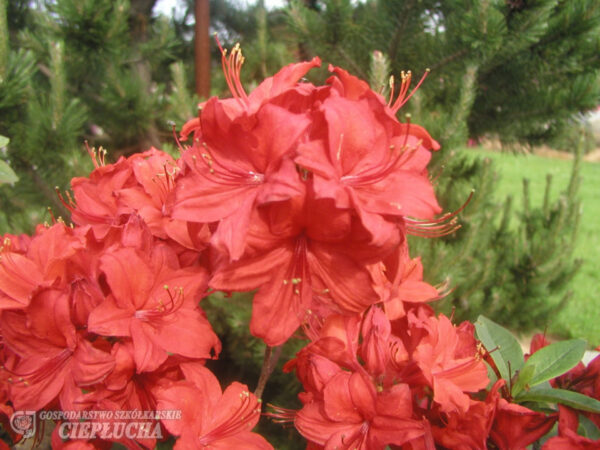 Asalea 'Nabucco' P23 50cm