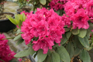 Rododendron ‘Double Kiss’ P23