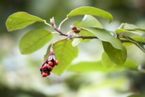 Sieboldi magnoolia P23 30-40cm