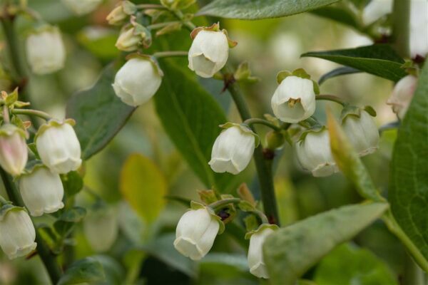 Kännasmustikas 'Bluegold' P14