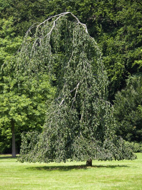Harilik pöök 'Pendula' P17 40-60cm