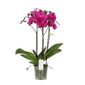 Kuuking ‘Impresso Maxima’ P15 2taime 4 õievart