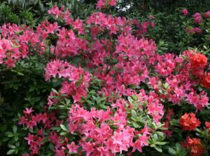 Kollane asalea ‘Jolie Madame’ P23 40-50cm