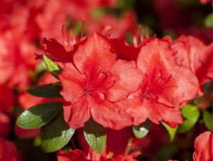 Asalea ‘Koster’s Brilliant Red’ P23