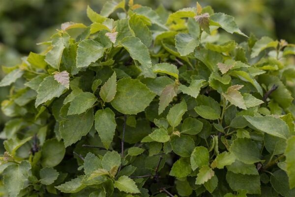 Arukask 'Magical Globe' P30 120cm tüvel