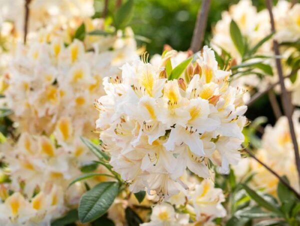 Asalea 'Daviesii' P23 40cm