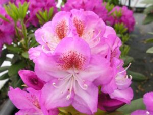 Rododendron ‘Kazimierz Odnowiciel /Royal Violet’ P32