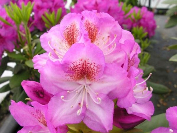 Rododendron 'Kazimierz Odnowiciel /Royal Violet' P32