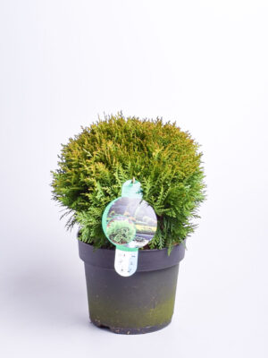 Harilik elupuu ‘Danica’ P26 30cm