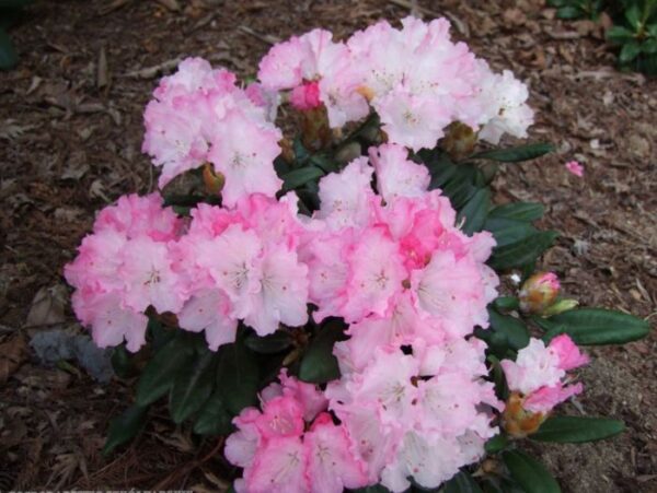 Rododendron 'Wladyslaw Lokietek /Royal Rosy' P28