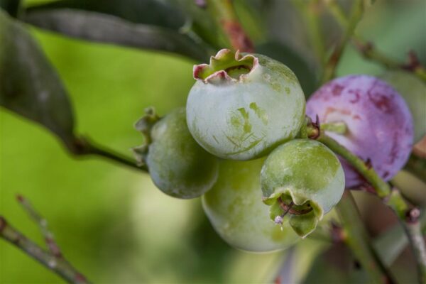 Kännasmustikas 'Bluegold' P14