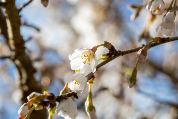 Hambuline kirsipuu 'Kojou-no-mai' P17