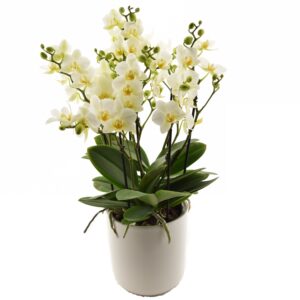 Kuuking ‘Blanco Bella’ P15 50cm 4 õievart