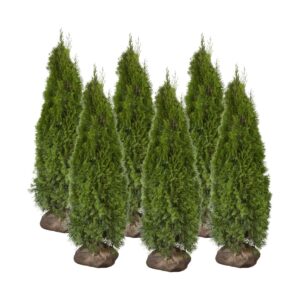 Harilik elupuu ‘Smaragd’ 200-225cm mullapalliga 10tk/kmpl