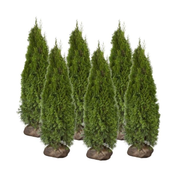 Harilik elupuu 'Smaragd' 200-225cm mullapalliga 10tk/kmpl