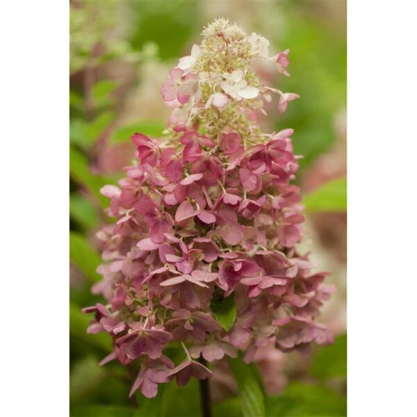 Aedhortensia 'Candlelight' P19