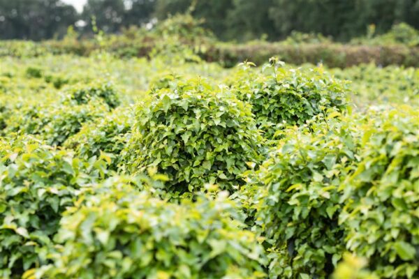 Arukask 'Magical Globe' P30 120cm tüvel