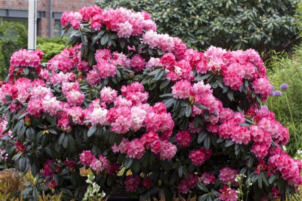 Rododendron 'Fantastica' P15 15cm