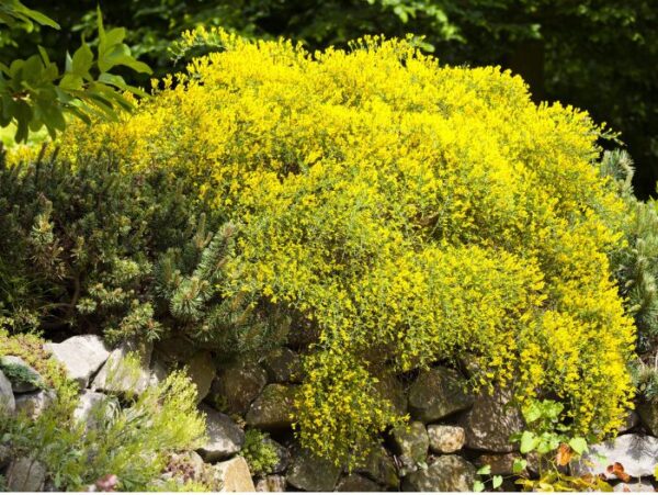 Lüüdia leetpõõsas P17