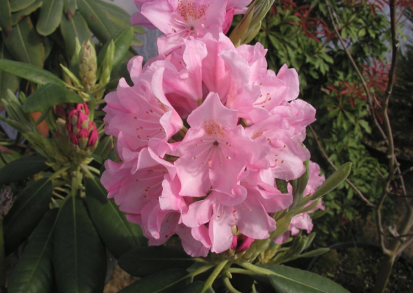 Rododendron 'Helsinki University' P32