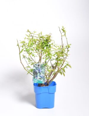 Kännasmustikas ‘Duke’ P17