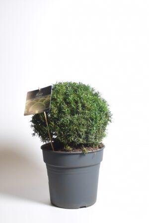 Värd-jugapuu ‘Farmen’ P33 50cm kera