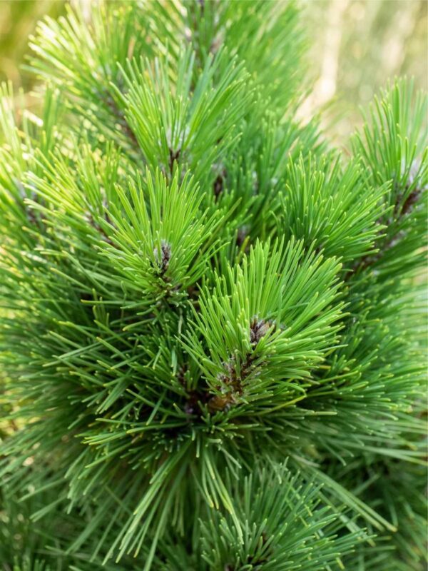 Thunbergi mänd 'Thunderhead' P28 50-60cm