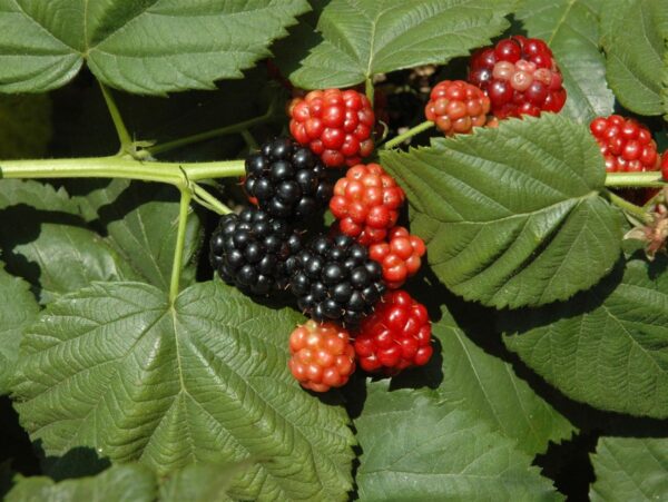 Pampel 'Thornfree' P23 60-70cm