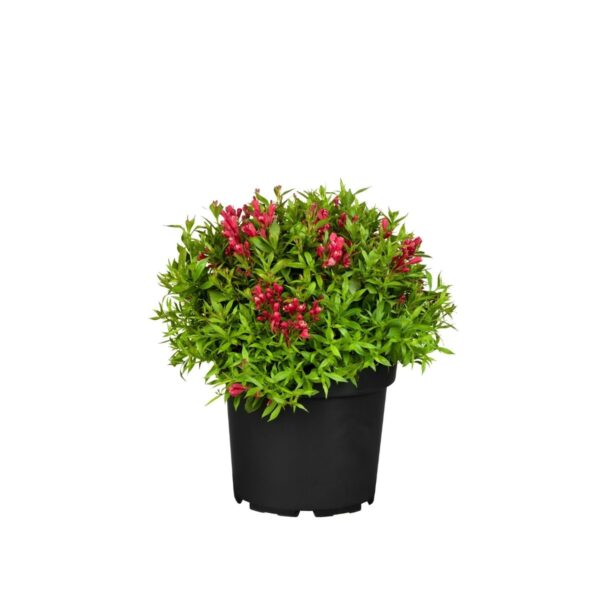 Veigela 'Picobella Rosso' P19