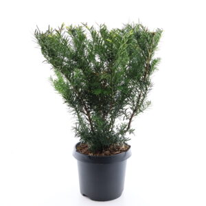 Värd-jugapuu ‘Farmen’ P15 30cm