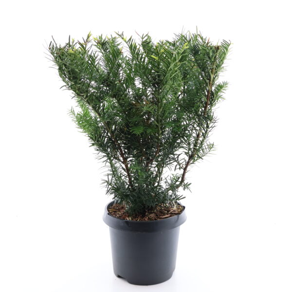 Värd-jugapuu 'Farmen' P15 30cm