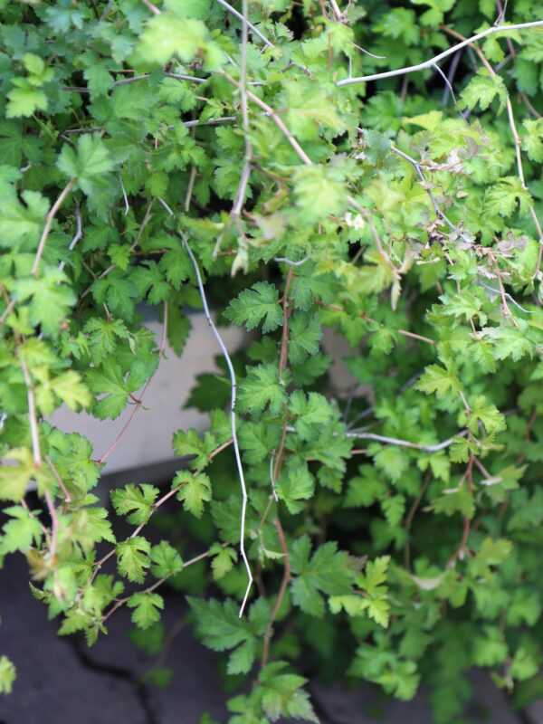 Võnk-pärgenelas 'Crispa' P19 30-35cm