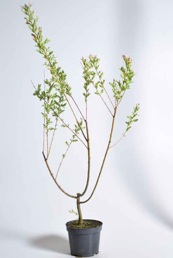 Terveservaline paju 'Hakuro Nishiki' P17