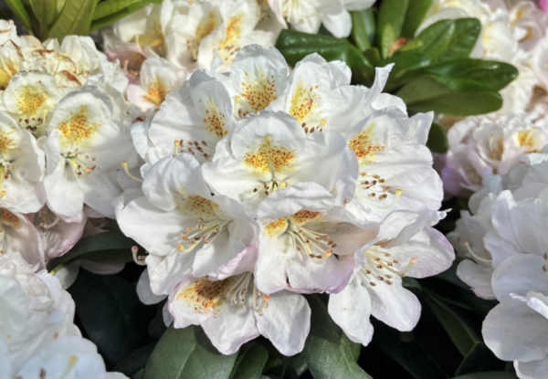 Rododendron 'Pernilla' P32