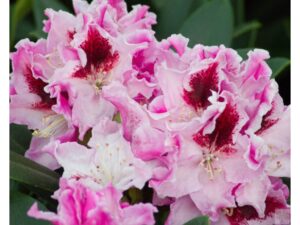 Rododendron ‘Królowa Jadwiga/Royal Butterfly’ P32