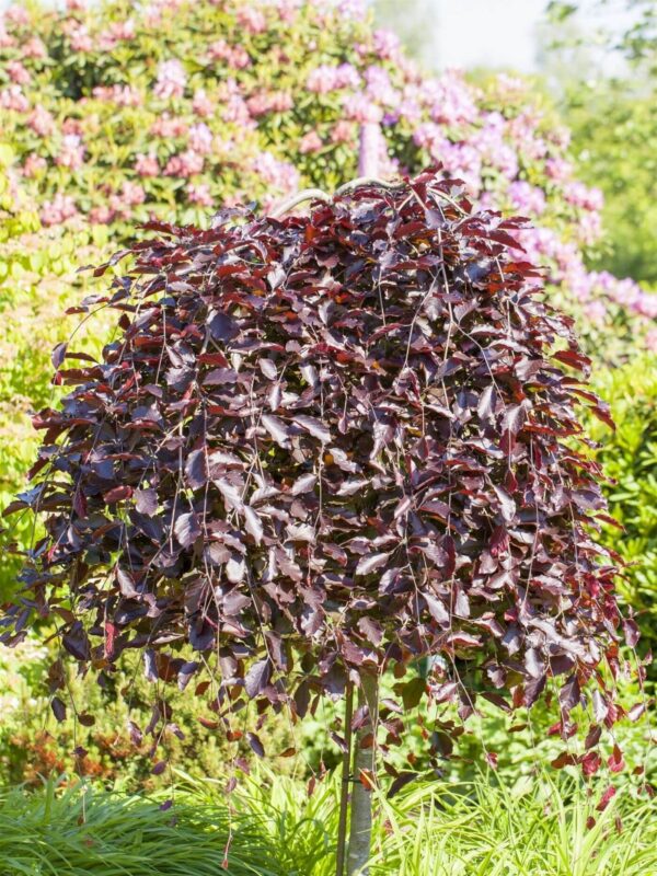 Harilik pöök 'Purpurea Pendula' P17 40-60cm
