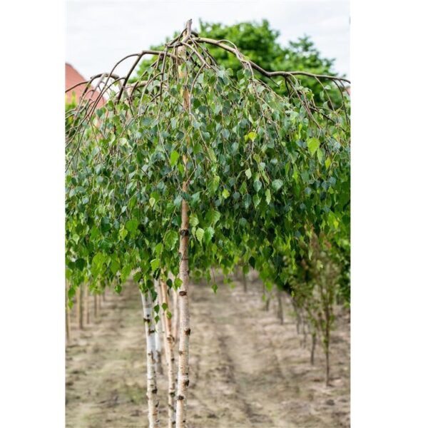 Arukask 'Youngii' P28  tüvi 150cm