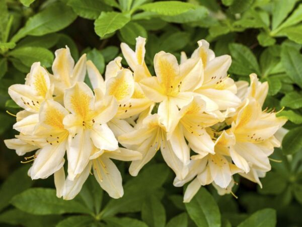 Pehme rododendron P17 20-30cm