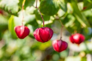 Harilik kikkapuu ‘Red Cascade’ P12