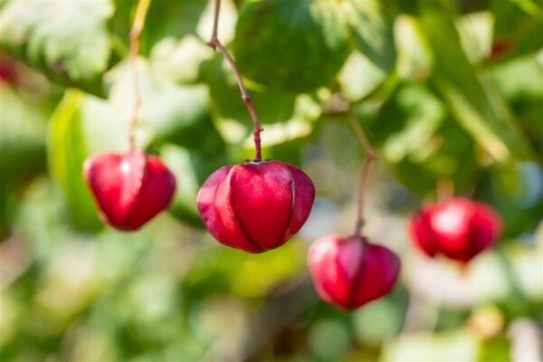 Harilik kikkapuu 'Red Cascade' P12