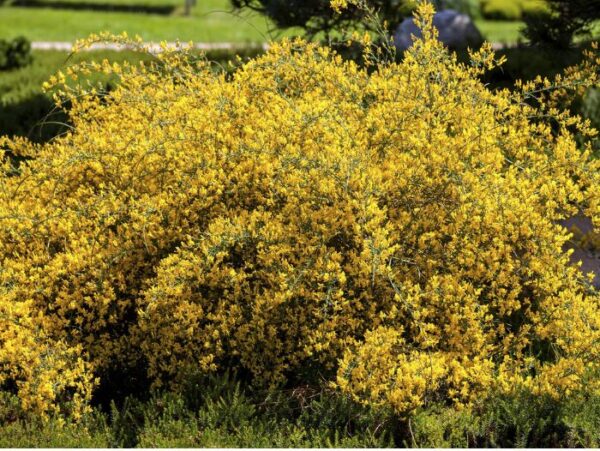 Lüüdia leetpõõsas P17