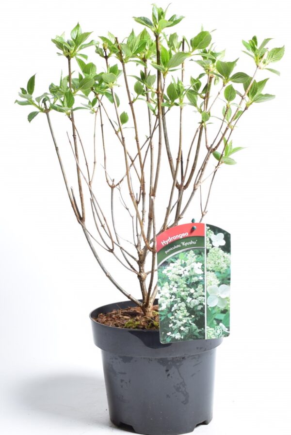 Aedhortensia 'Kyushu' P19 40cm