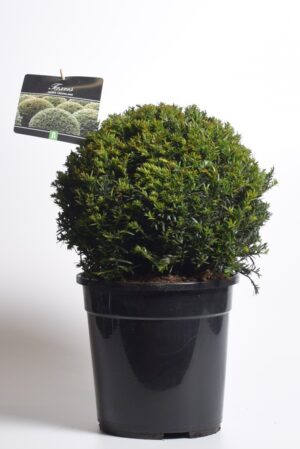 Värd-jugapuu ‘Groenland’ P23 28cm kera