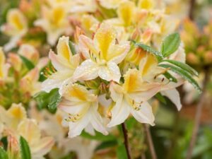 Asalea ‘Daviesii’ P23 40cm