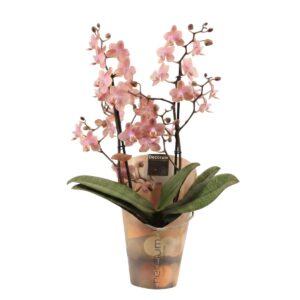 Kuuking ‘Odorion’ P12 2 õievart lõhnav