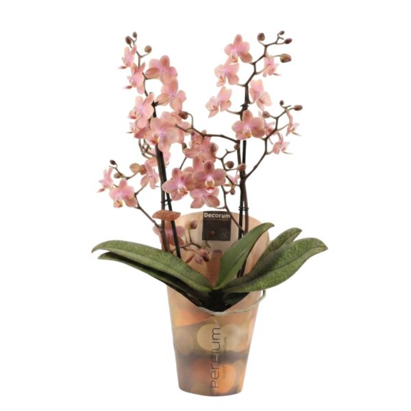 Kuuking 'Odorion' P12 2 õievart lõhnav