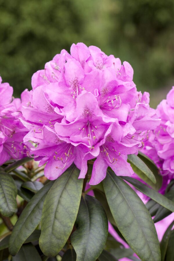 Rododendron 'Boursault' P25 50-60cm