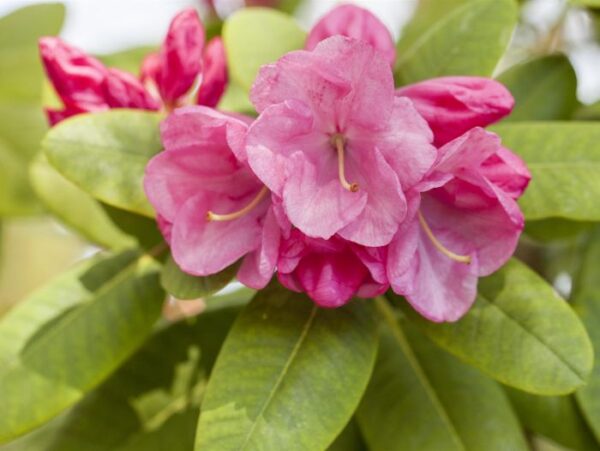 Rododendron 'Gartendirektor Glocker' P23 30-40cm
