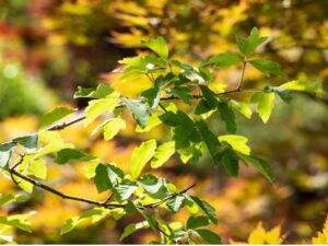 Ginnala vaher P28 100-150cm