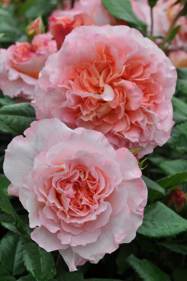 Peenraroos 'Augusta Luise' P19 30cm